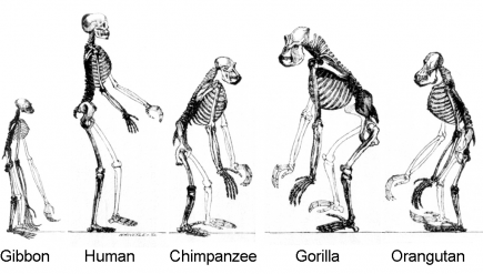 evolutie brains skeletons primates speld theistic bezuinigt kabinet chimpanzee origins