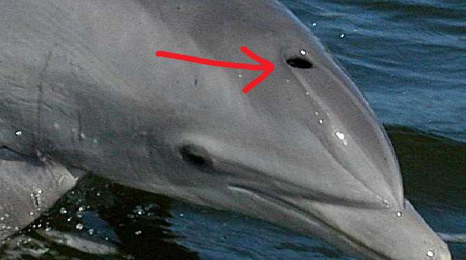 Afbeeldingsresultaat voor blaasgat van een dolfijn
