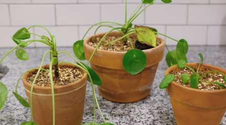 Beeld: Simplyliving NC