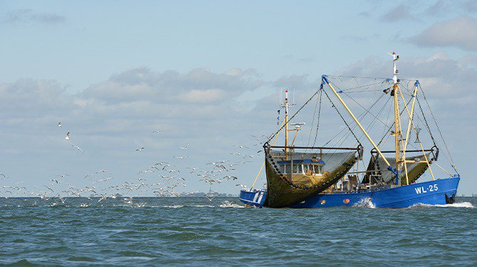 Term Visserij net op tijd terug in naam Ministerie om laatste garnaal uit Noordzee te zien verdwijnen