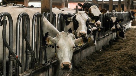 Geredde koeien inmiddels veilig aangekomen in slachthuis