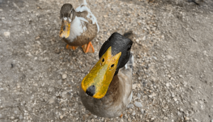 Shutterstock / David_ph