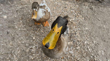 Eend trekt op foto’s altijd mensface