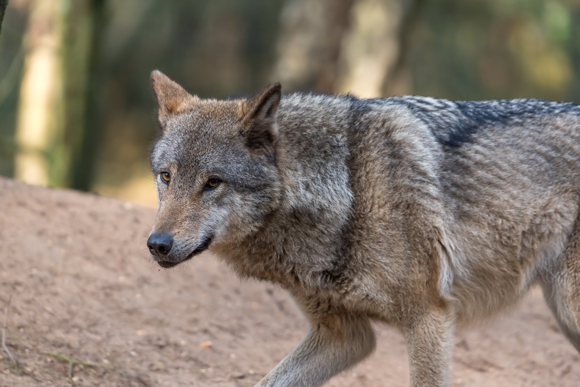 Probleemwolf die mag worden afgeschoten vraagt om wandelaar als laatste maaltijd