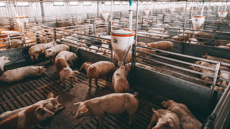 Minder dan 10 miljoen varkens in Nederland, diersoort inmiddels bedreigd
