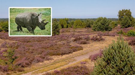 Goed nieuws: dit jaar opnieuw 0 neushoorns gestroopt in Nederland