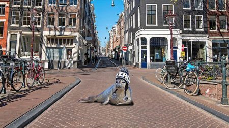 Zeehond Amsterdam koopt toeristenmuts, maakt rondvaart en is naar het Anne Frank Huis geweest