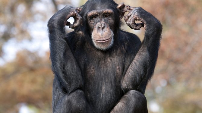 Gastheer van reputatie Golven Een grote meerderheid van apen weigert nog steeds te geloven dat de mens  van hen afstamt