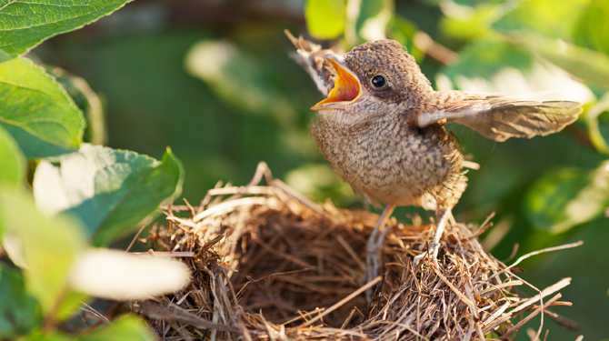 Hubert Hudson terugtrekken trainer Gênant: deze vogel is na 3 weken nog steeds niet door z'n moeder het nest  uit geflikkerd