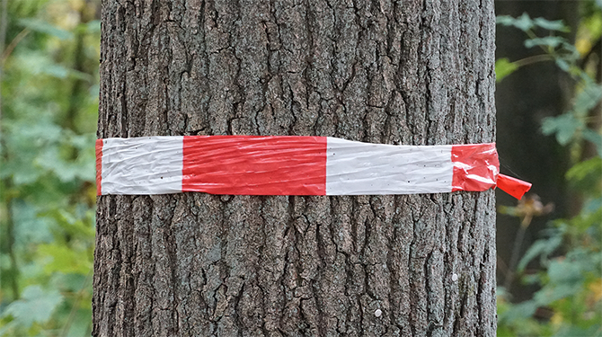 morgen overhandigen Blind Rood-wit lint om boom trekt eikenprocessierups aan